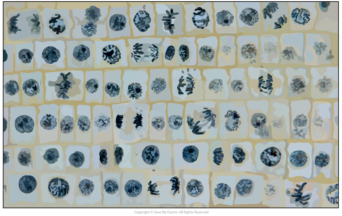 Root-tip-mitotic-index-question