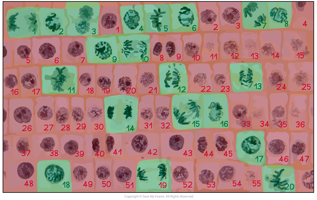 Root-tip-mitotic-index-solution