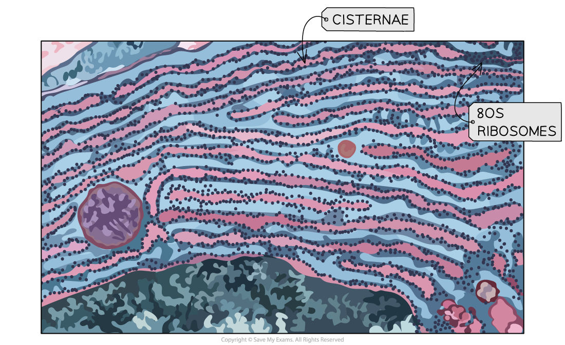 Rough-endoplasmic-reticulum