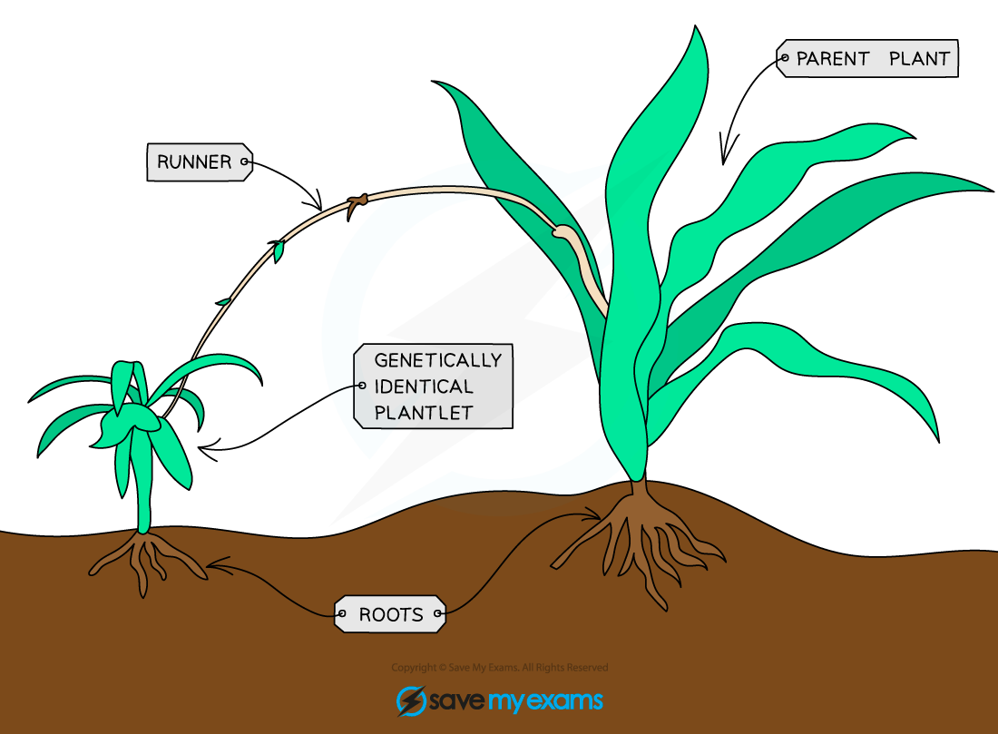 Edexcel IGCSE Biology 3 1 4 Asexual Reproduction In Plants 