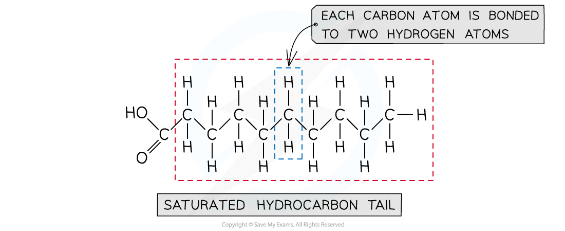 Saturated-fatty-acid-example-1