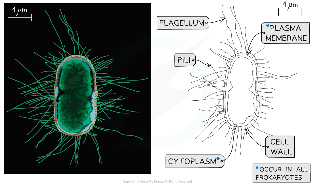 Scanning-electron-micrograph-of-an-E.coli-and-drawing