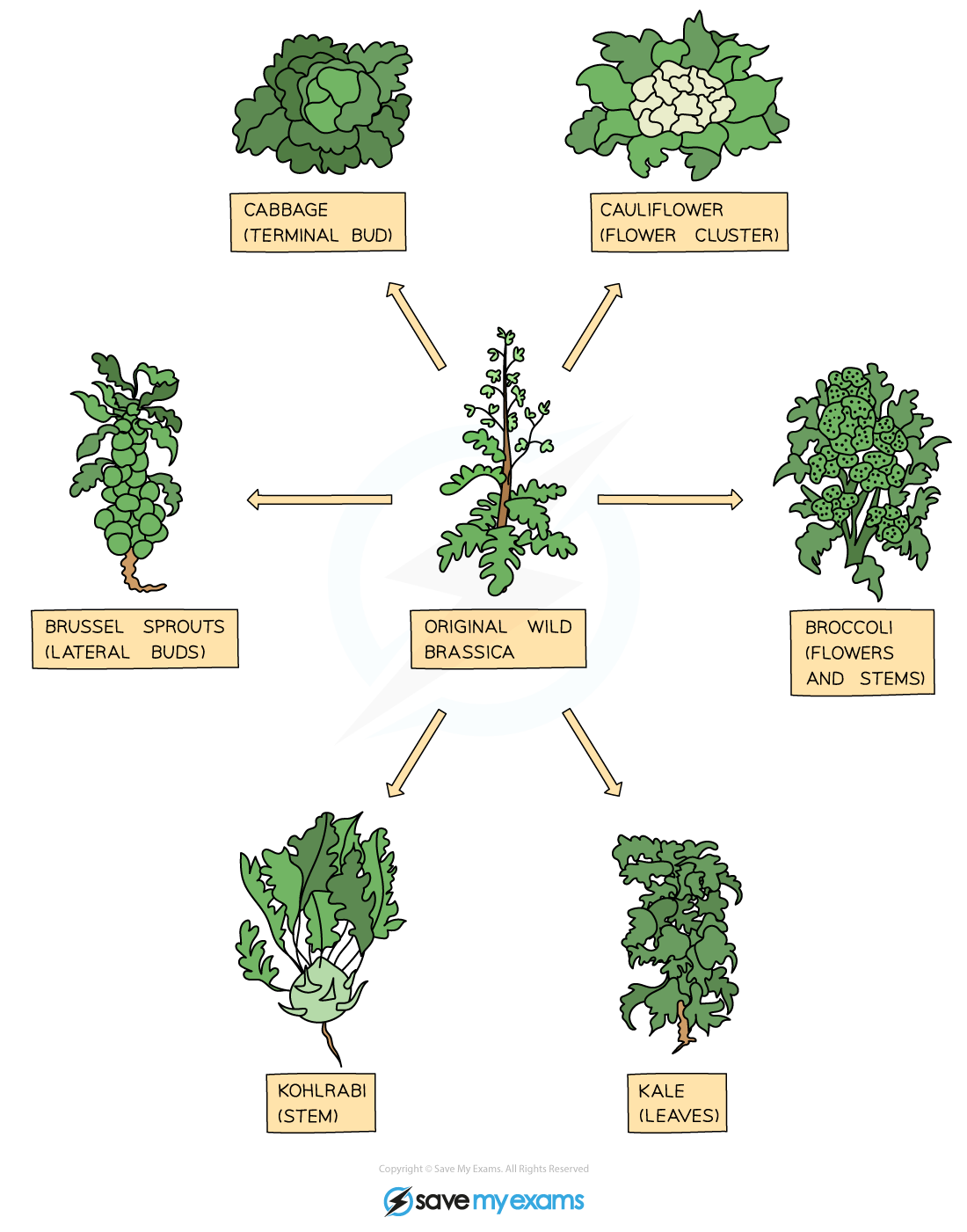 edexcel-igcse-biology-5-2-1-selective-breeding