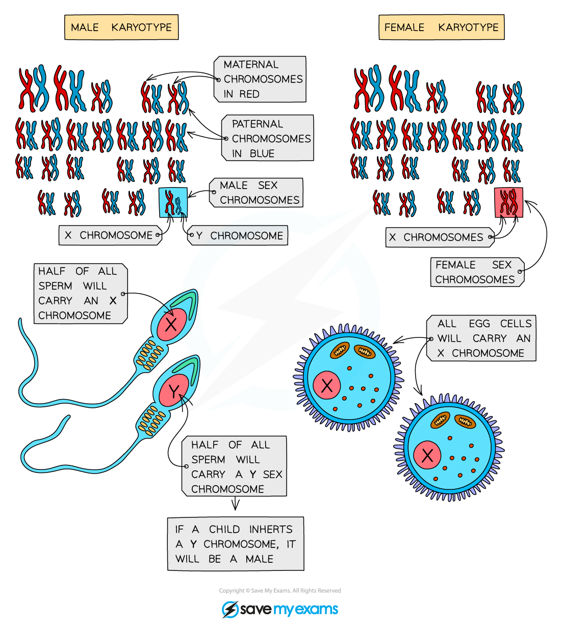 Sex-chromosomes