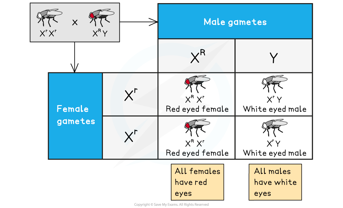 Ib Dp Biology Hl复习笔记3 3 4 Inheritance Of Genetic Diseases 翰林国际教育