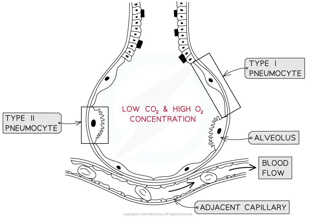 Single-alveolus-and-adjacent-capillary