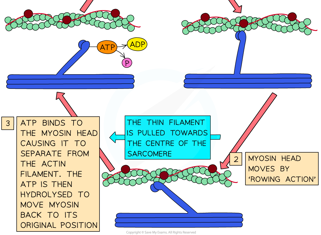 Sliding-filament-model-of-muscle-contraction-2_1