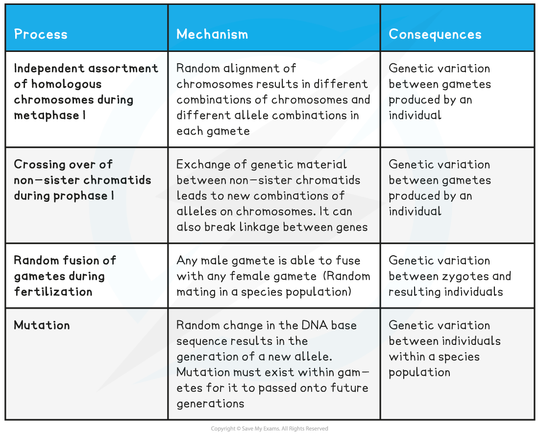 Sources-of-Genetic-Variation-Table