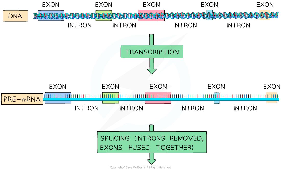 Splicing-of-pre-mRNA-1