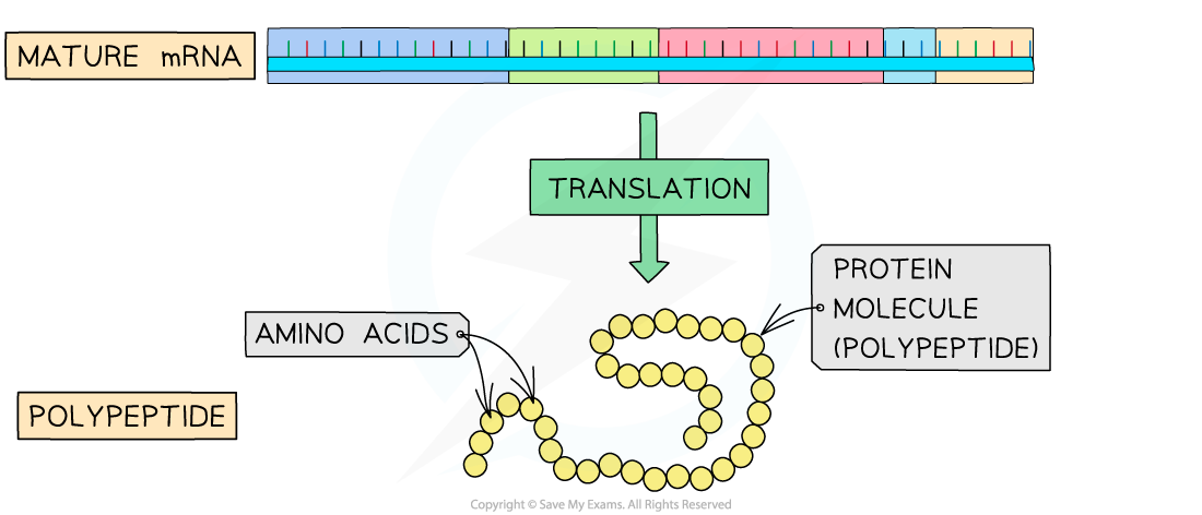 Splicing-of-pre-mRNA-2