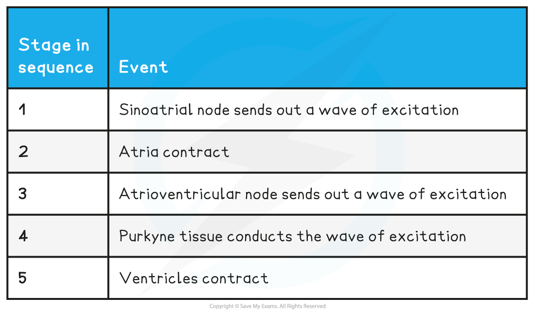 Stages-in-the-Cardiac-Cycle-Table