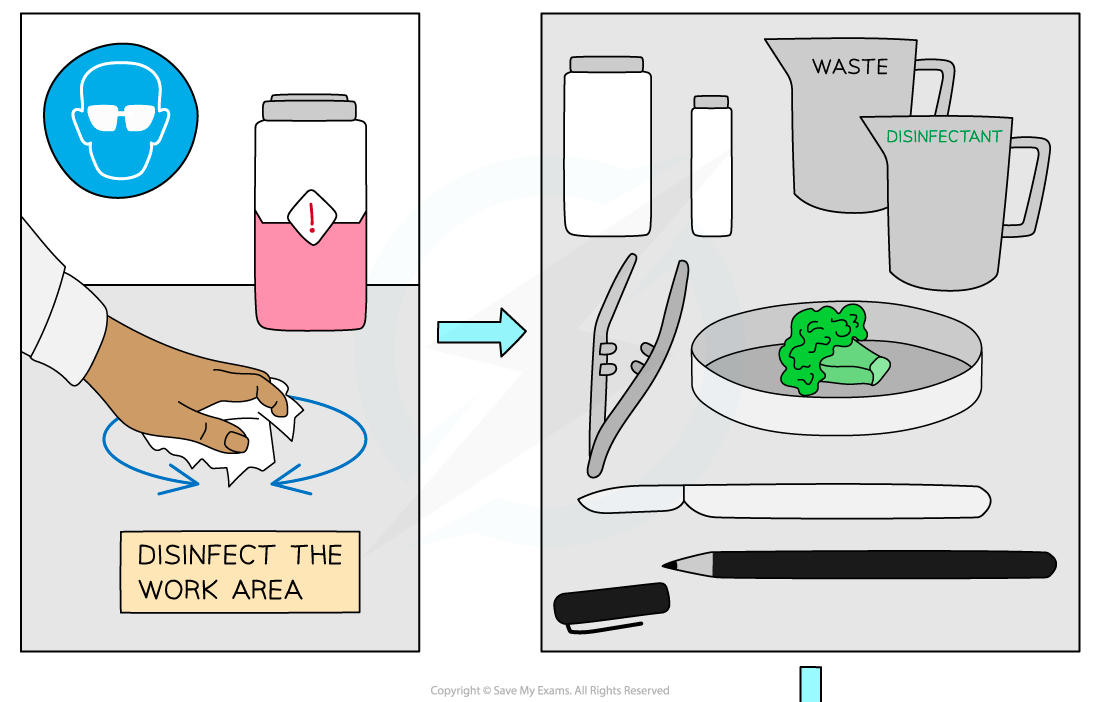 Steps-of-micropropagation-of-cauliflower-from-an-explant-1