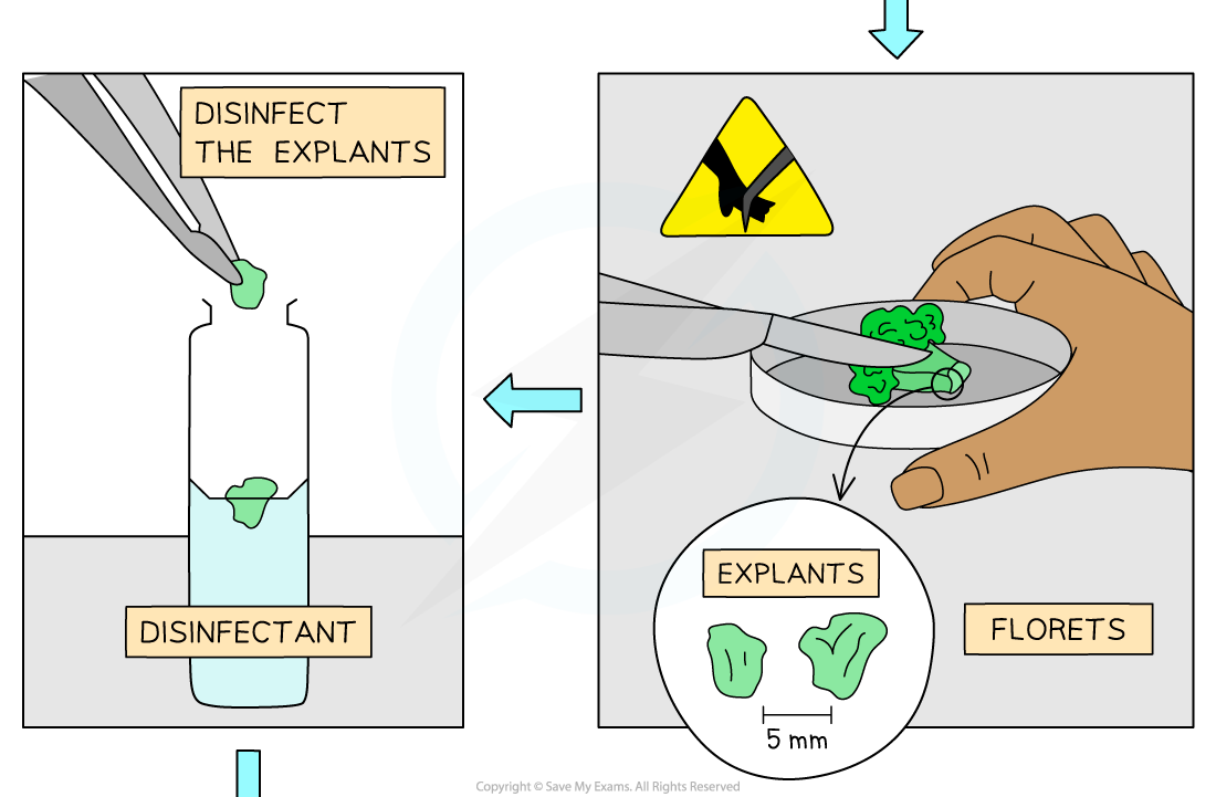 Steps-of-micropropagation-of-cauliflower-from-an-explant-2