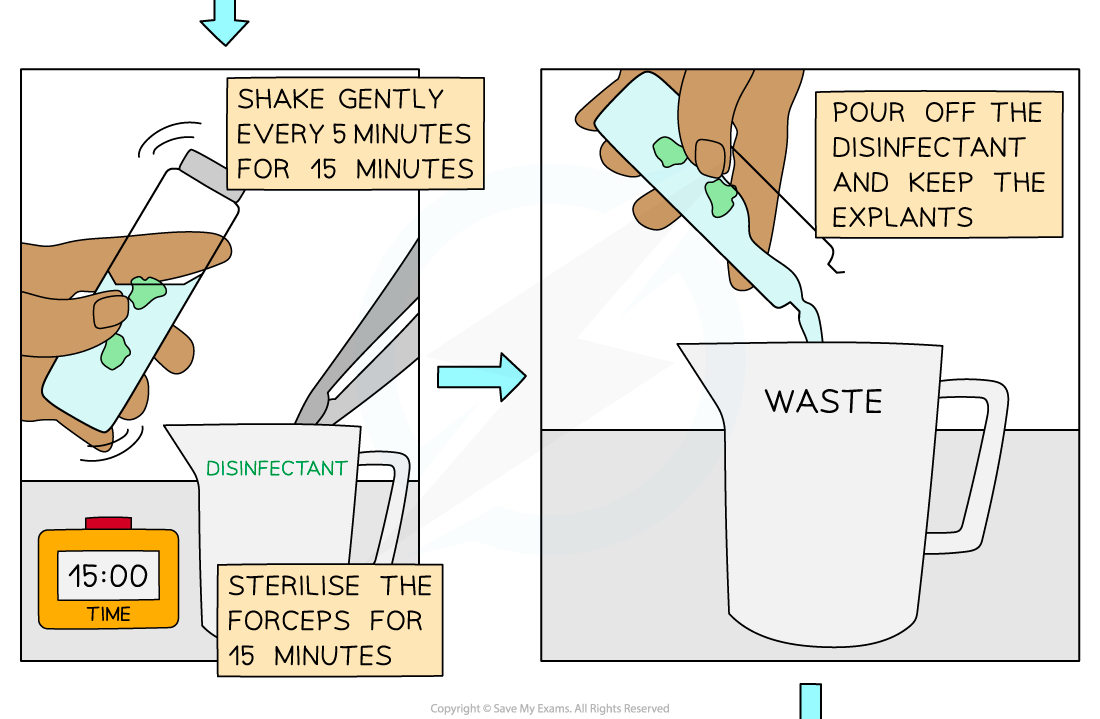 Steps-of-micropropagation-of-cauliflower-from-an-explant-3