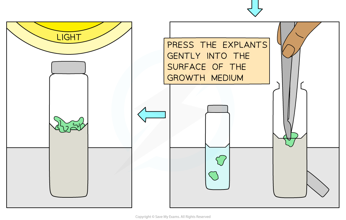 Steps-of-micropropagation-of-cauliflower-from-an-explant-4