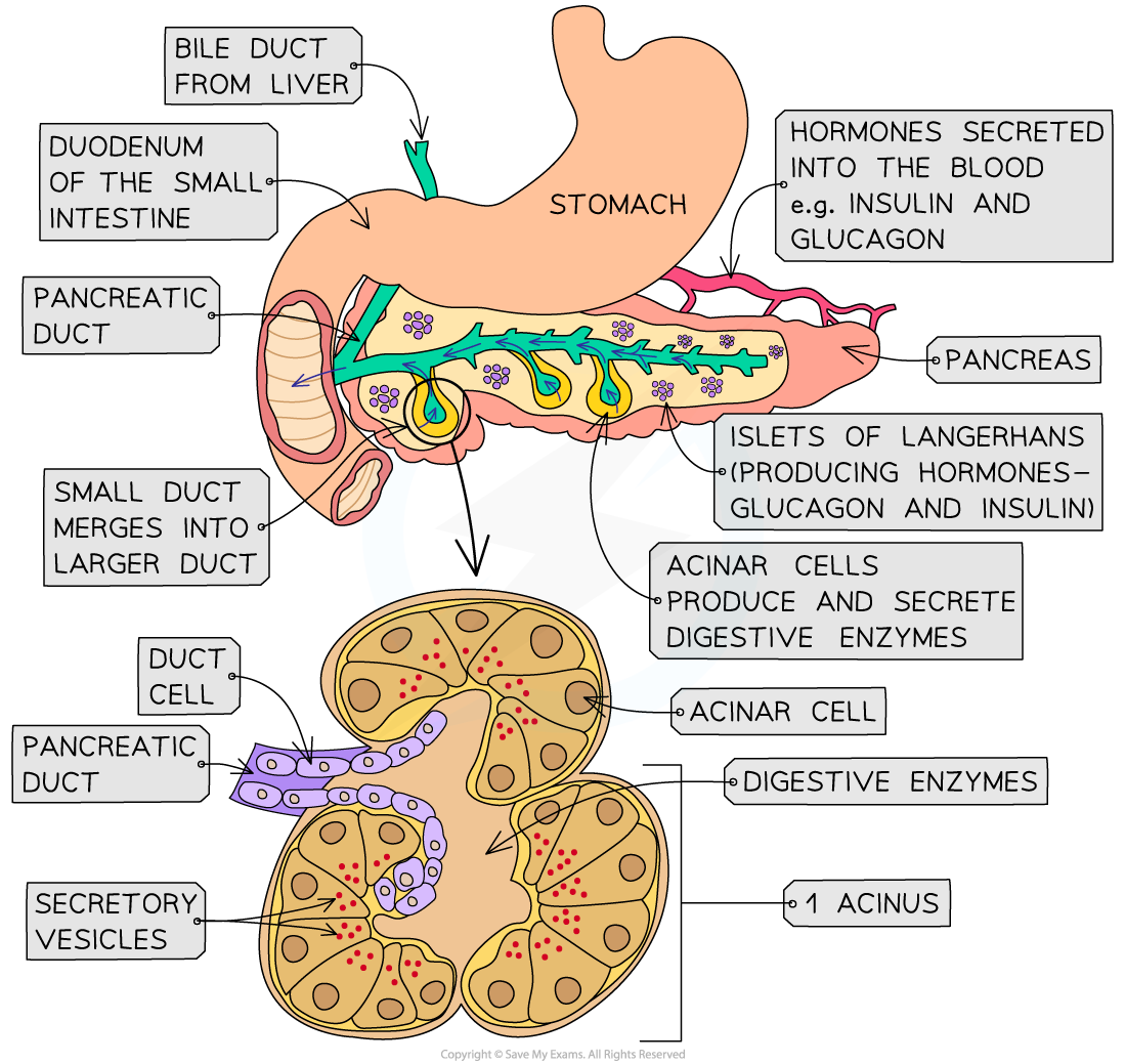 Structure-of-the-Pancreas