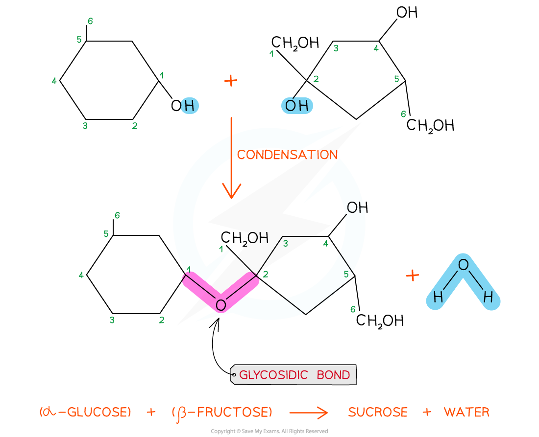 Sucrose-formation