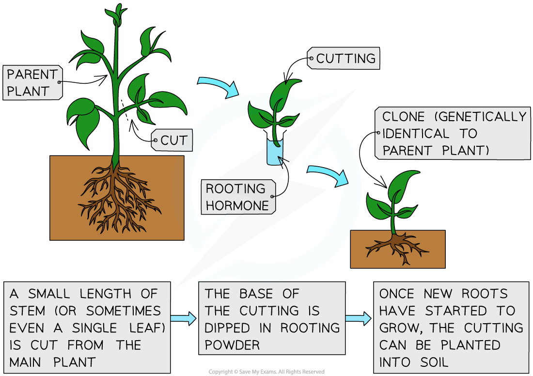 Taking-cuttings