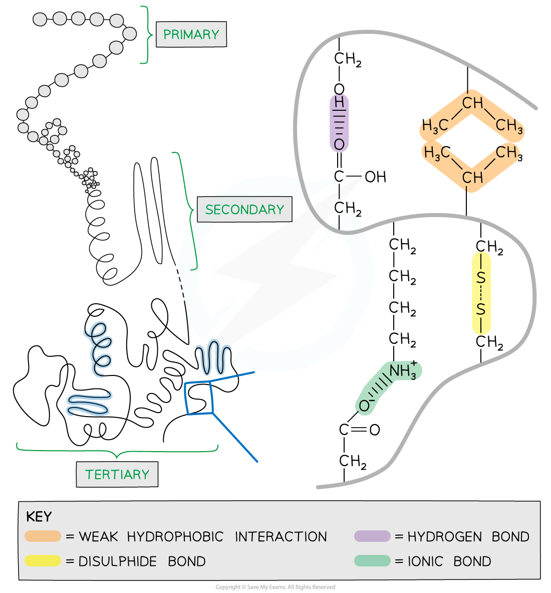 IB DP Biology HL复习笔记7.3.5 Levels of Protein Structure翰林国际教育