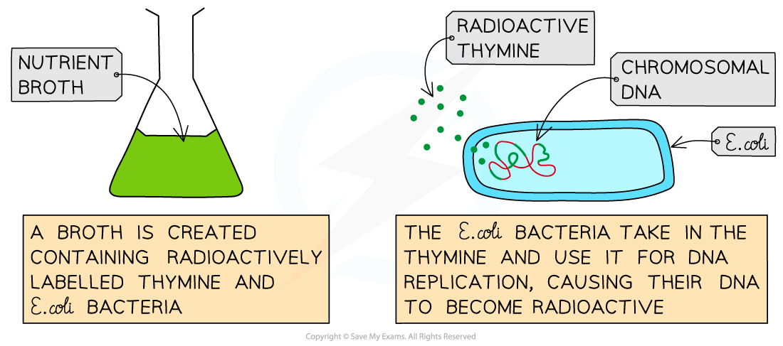 The-Cairns-technique-of-using-autoradiography-to-view-DNA-1