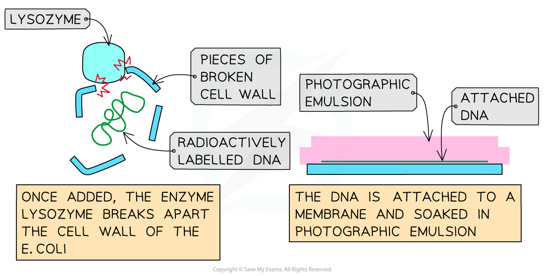 IB DP Biology HL复习笔记3.1.5 Prokaryotic Chromosomes翰林国际教育