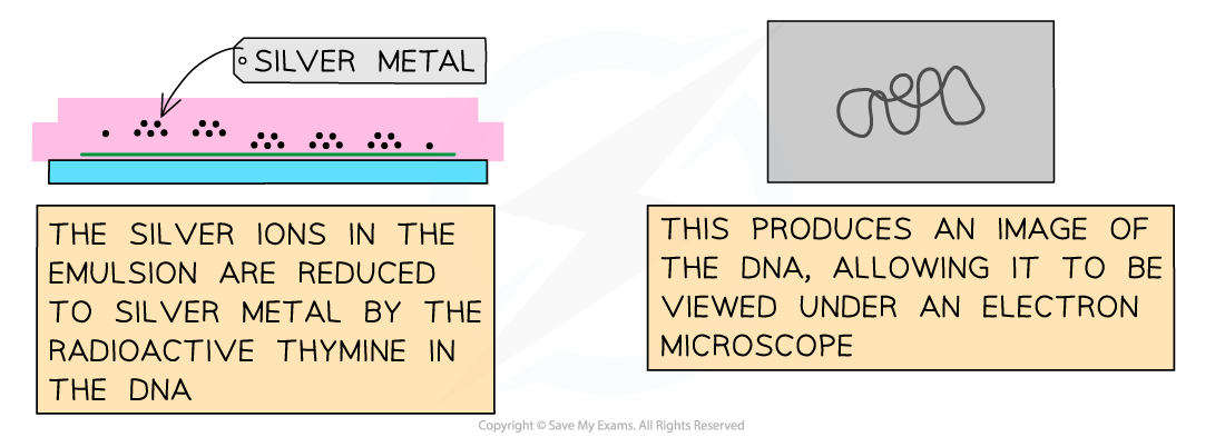 The-Cairns-technique-of-using-autoradiography-to-view-DNA-3