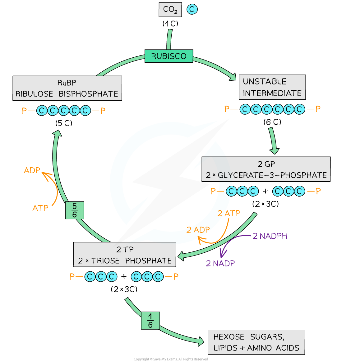 IB DP Biology: HL复习笔记8.3.3 Light-independent Reactions-翰林国际教育