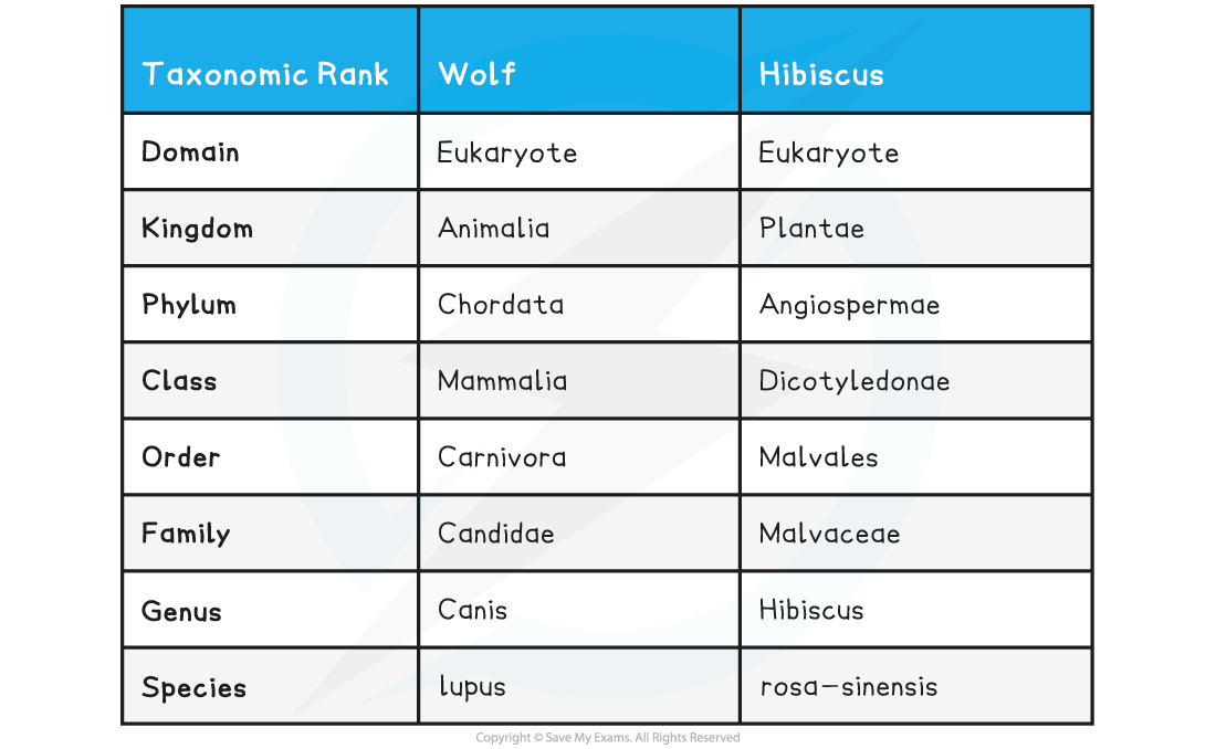 The-Classification-of-the-Wolf-and-the-Hibiscus-Plant-Table