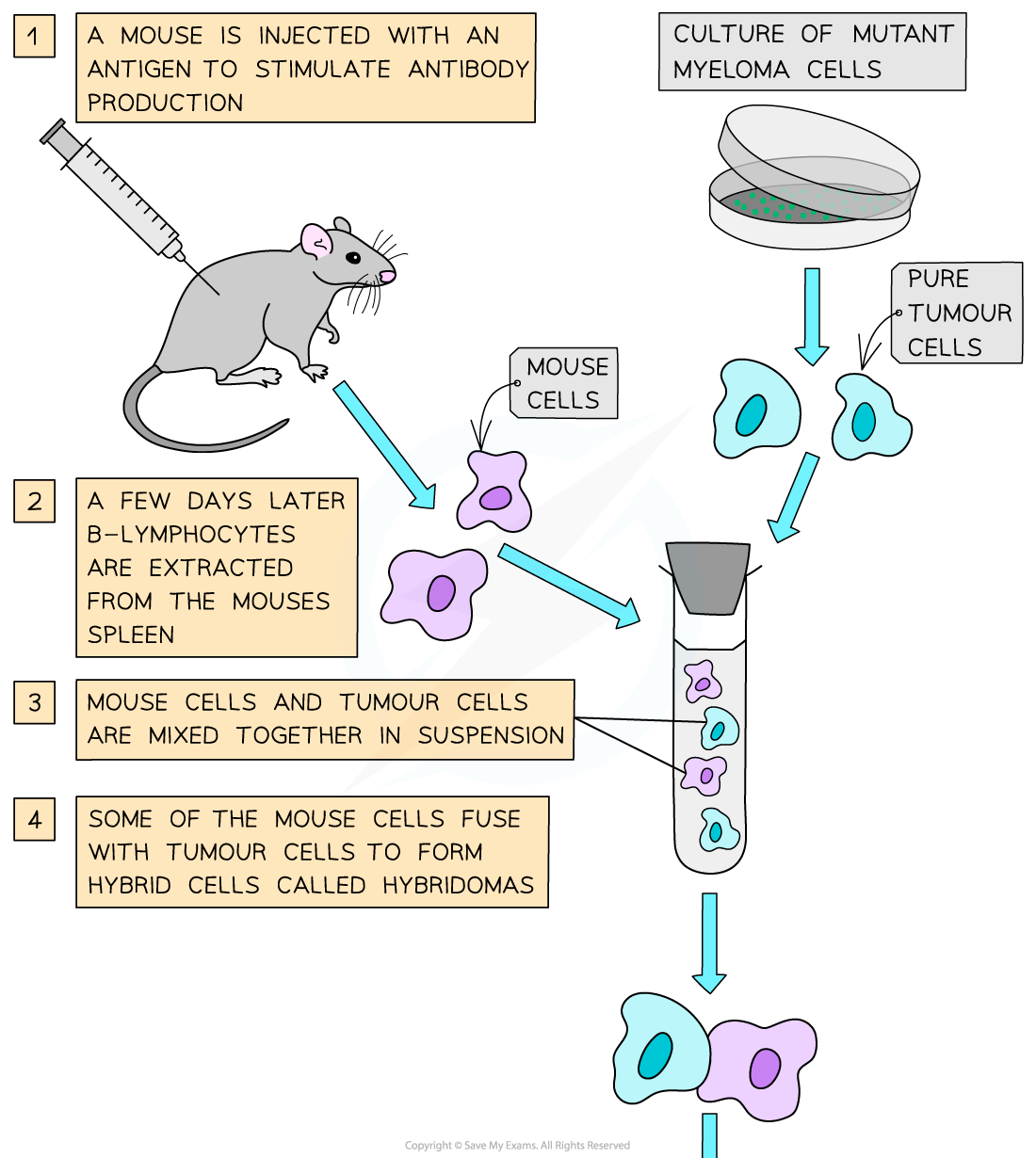 IB DP Biology HL复习笔记11.1.7 Monoclonal Antibodies翰林国际教育