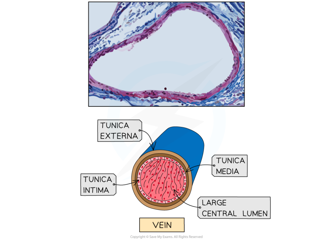 The-Structure-of-a-Vein