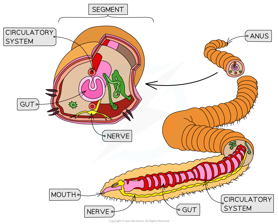 The-annelida