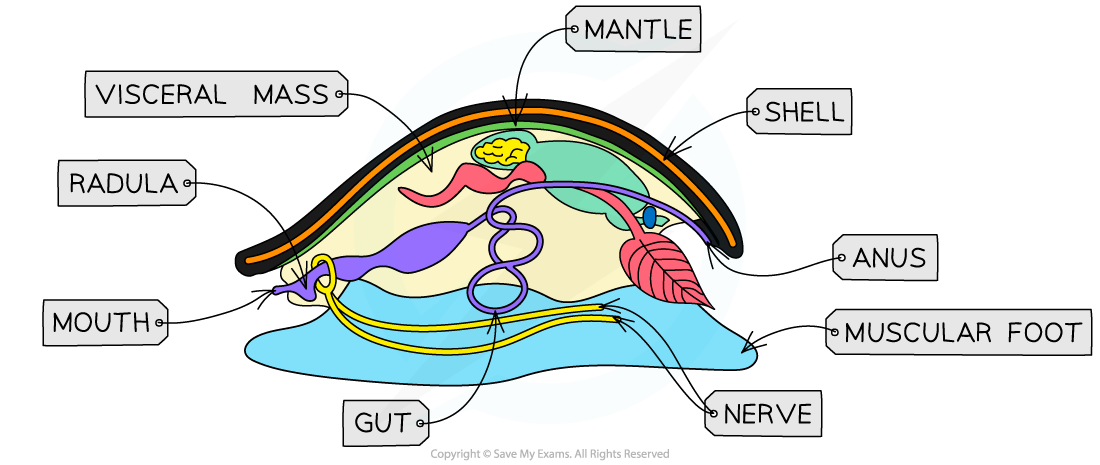 The-body-structure-of-snails_1