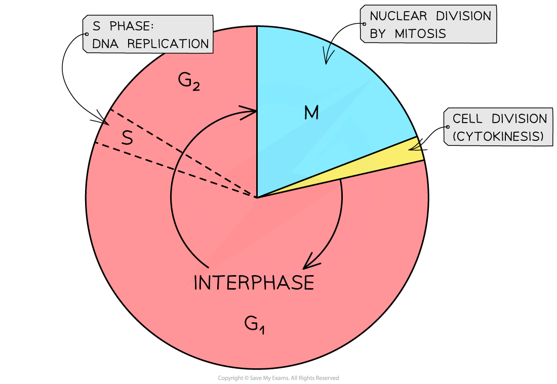 The-cell-cycle