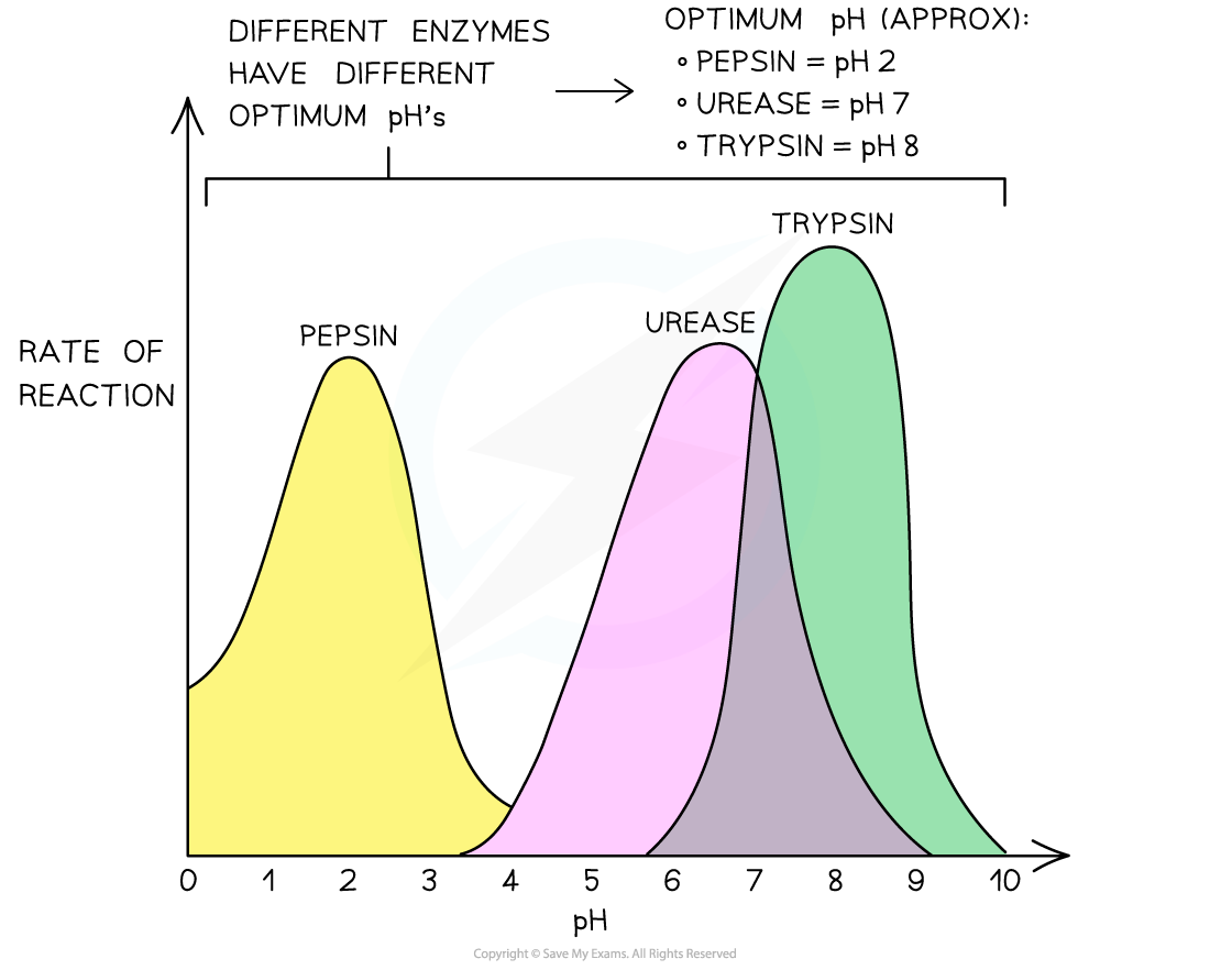 The-effect-of-pH-on-an-enzyme-catalysed-reaction