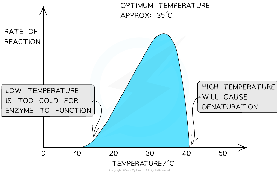 The-effect-of-temperature-on-an-enzyme-catalysed-reaction