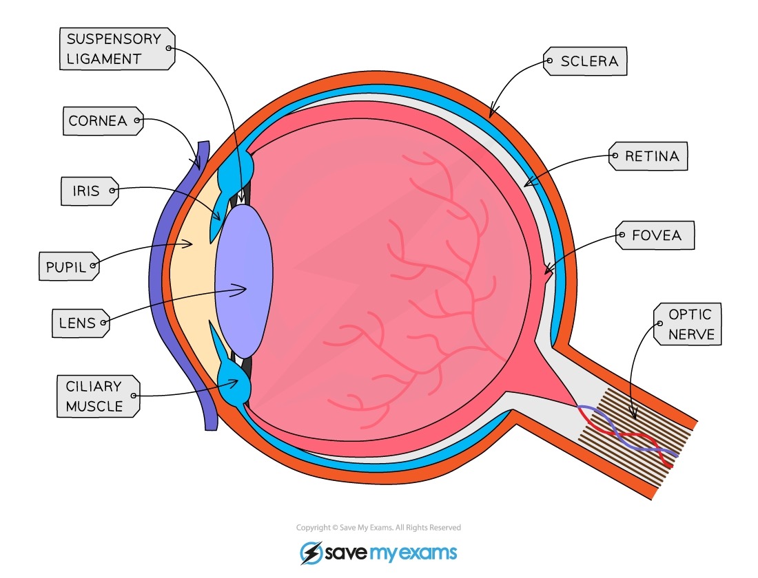 The-eye