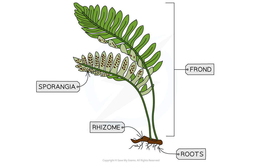 The-filicinophytes