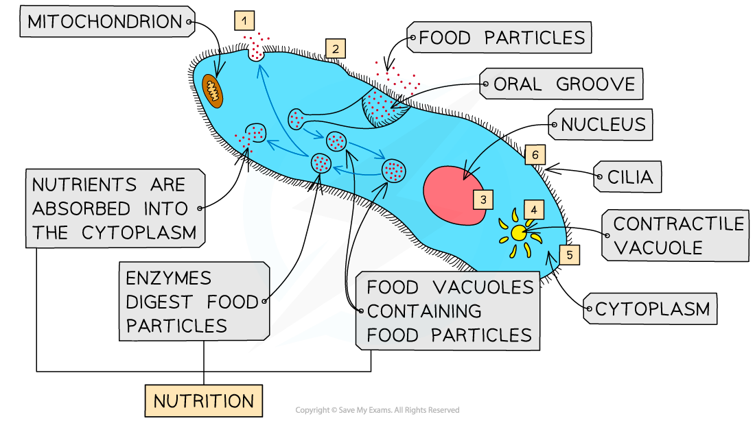 The-functions-of-life-in-Paramecium-1