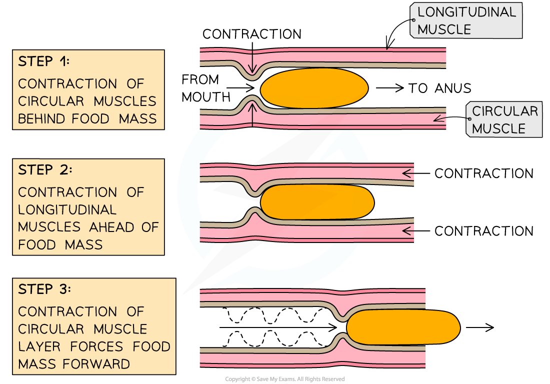 The-mechanism-of-peristalsis_1