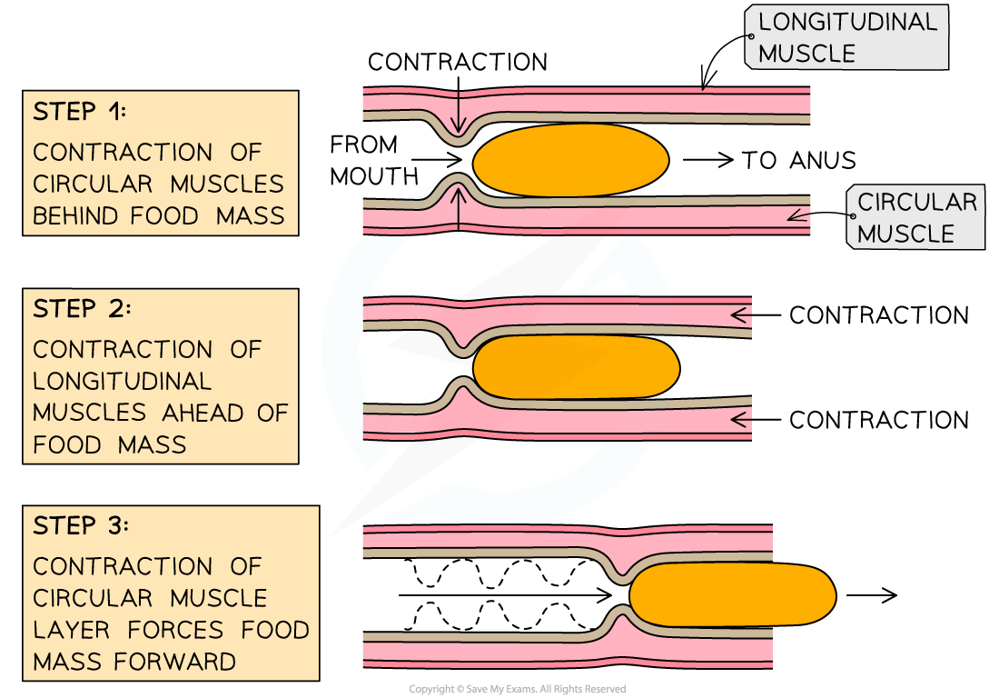 ib-dp-biology-hl-6-1-1-digestion