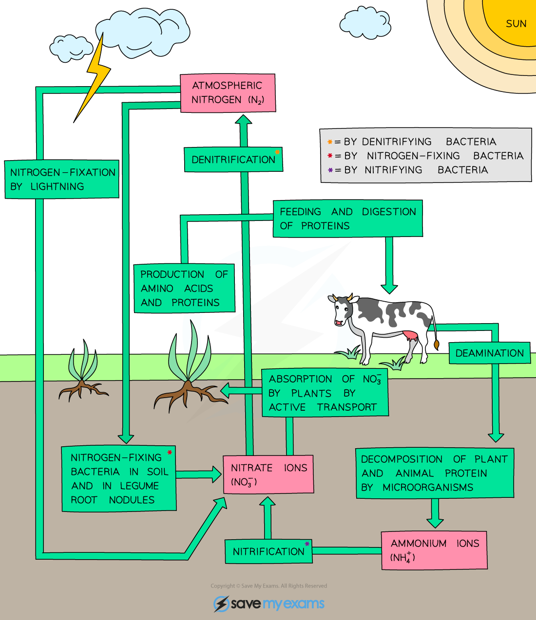 edexcel-igcse-biology-4-3-2-the-nitrogen-cycle