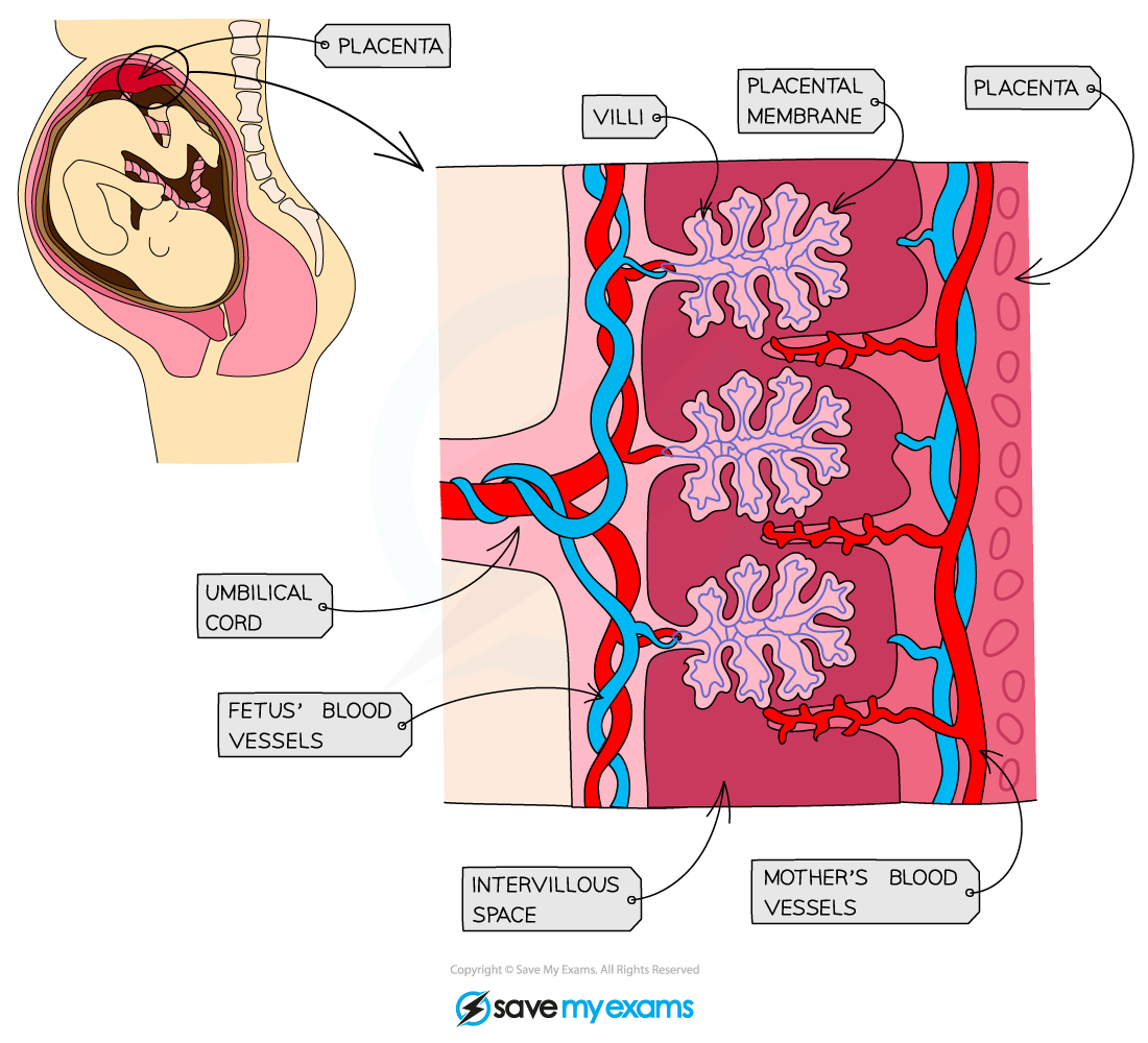 The-placenta