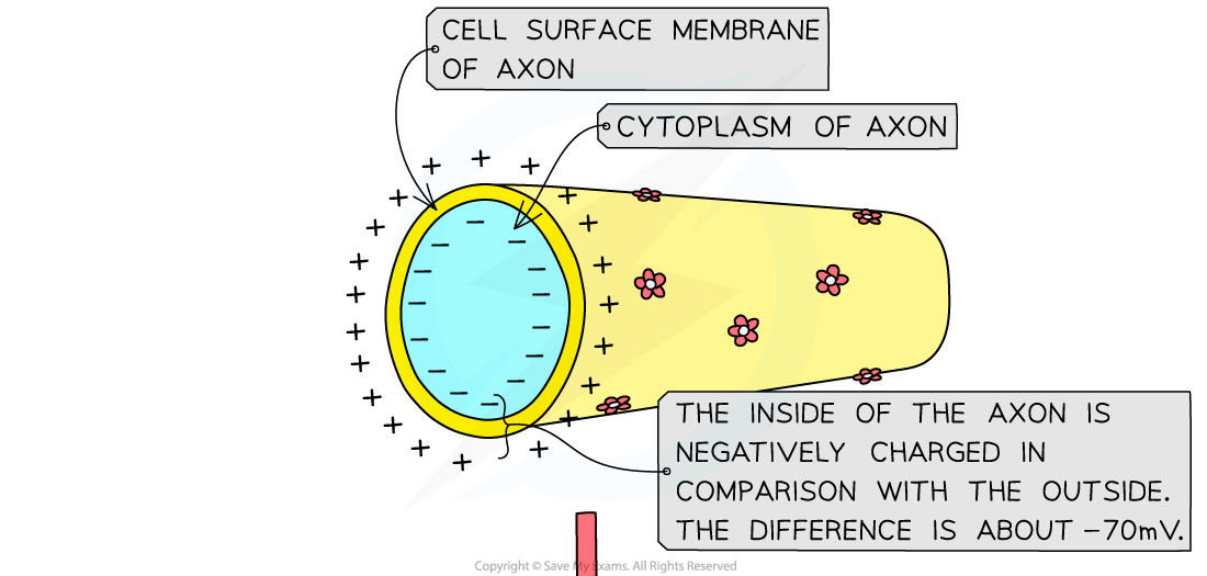 The-resting-potential-of-an-axon-1_1