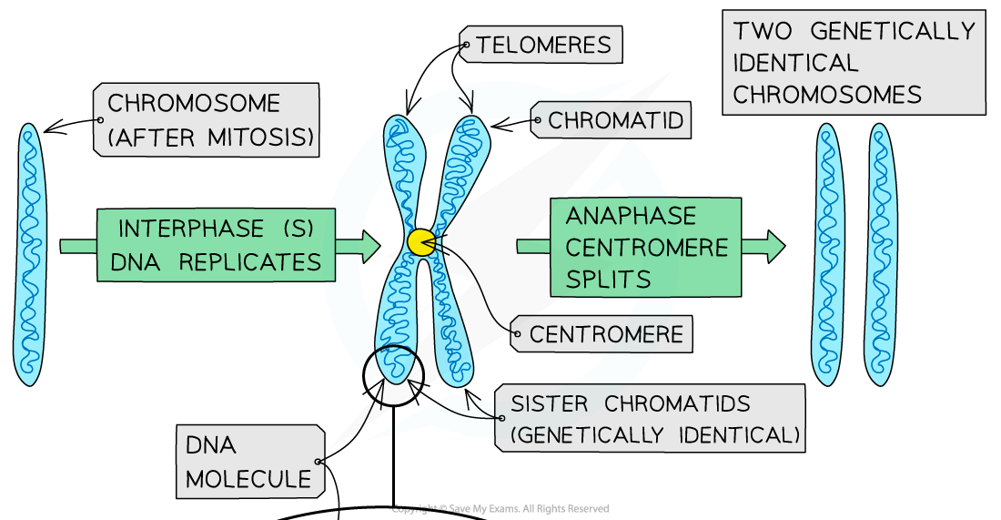 The-structure-of-a-chromosome-at-different-stages-of-mitosis-1_1