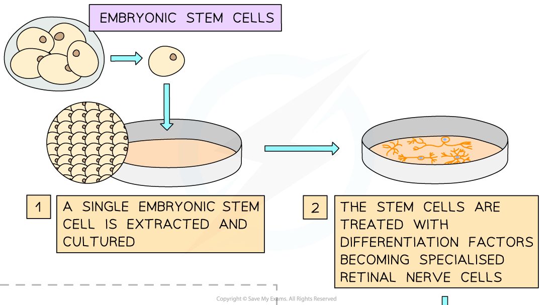 Therapeutic-uses-of-embryonic-and-adult-stem-cells-1