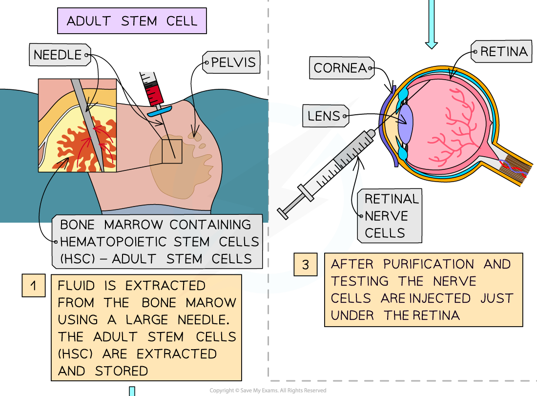 Therapeutic-uses-of-embryonic-and-adult-stem-cells-2