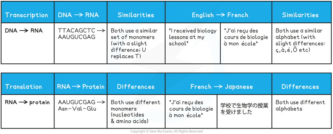 Transcription-and-Translation-Analogy-Table