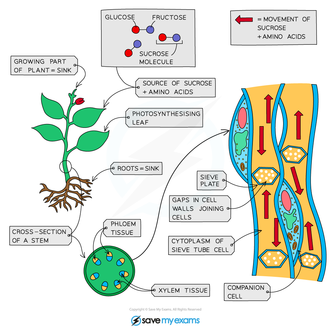 IB DP Biology HL 9 2 1 Translocation In Plants 