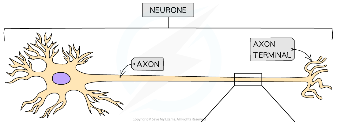 Transmission-of-a-nerve-impulse-1