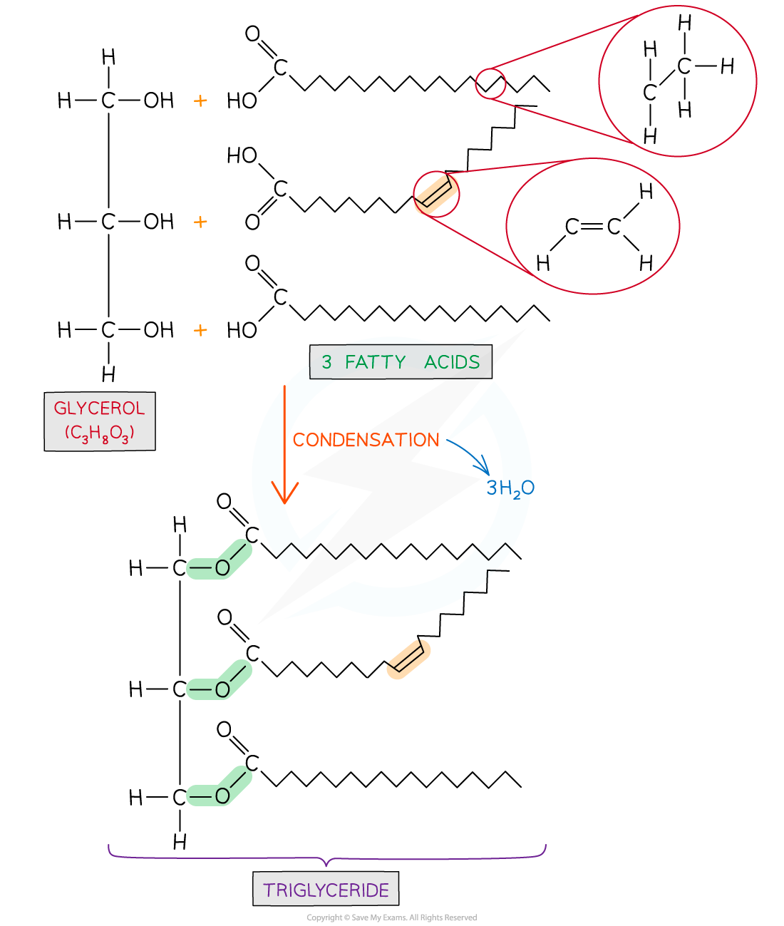 Triglycerides-Basics-Formation-of-a-triglyceride-1_2